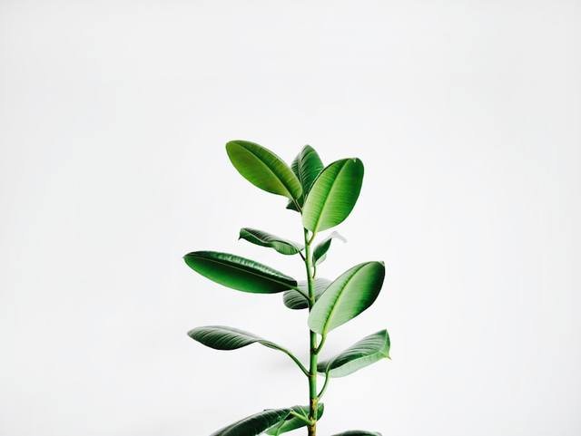 Pure Neem Oil